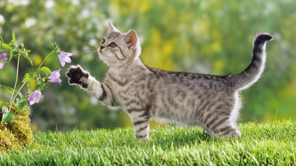7 Fakta Menarik Tentang Kumis Kucing