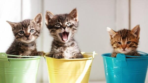 7 Fakta Menarik Tentang Kumis Kucing