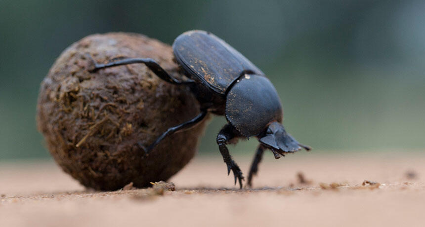 WOW! Inilah Dung Beetle,Salah satu &quot;MAHLUK&quot; Darat Terkuat Yang ada di Bumi!