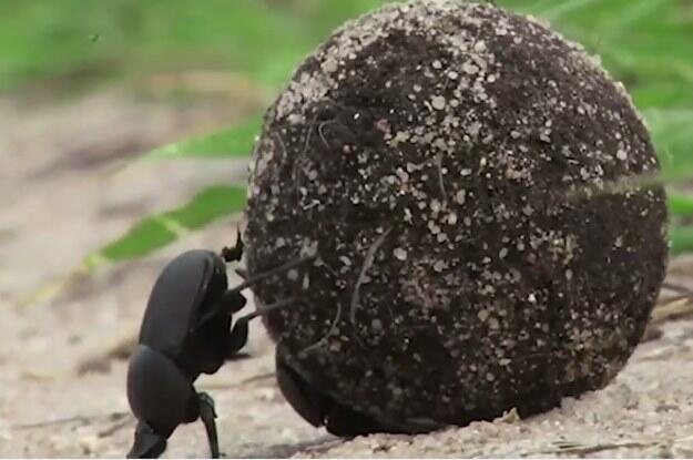 WOW! Inilah Dung Beetle,Salah satu &quot;MAHLUK&quot; Darat Terkuat Yang ada di Bumi!