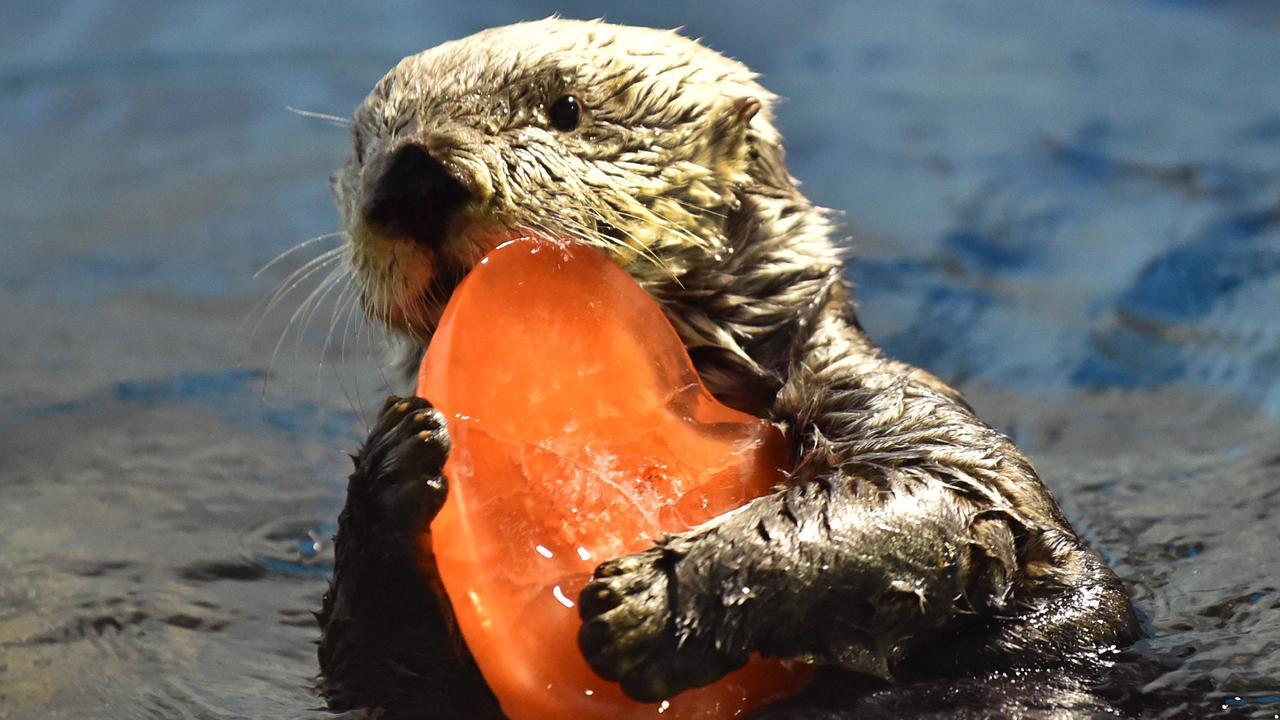 Punya Satu Pasangan Seumur Hidup, Ini 5 Hewan Paling Setia di Dunia