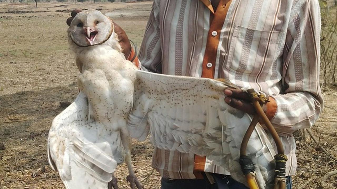 Punya Satu Pasangan Seumur Hidup, Ini 5 Hewan Paling Setia di Dunia