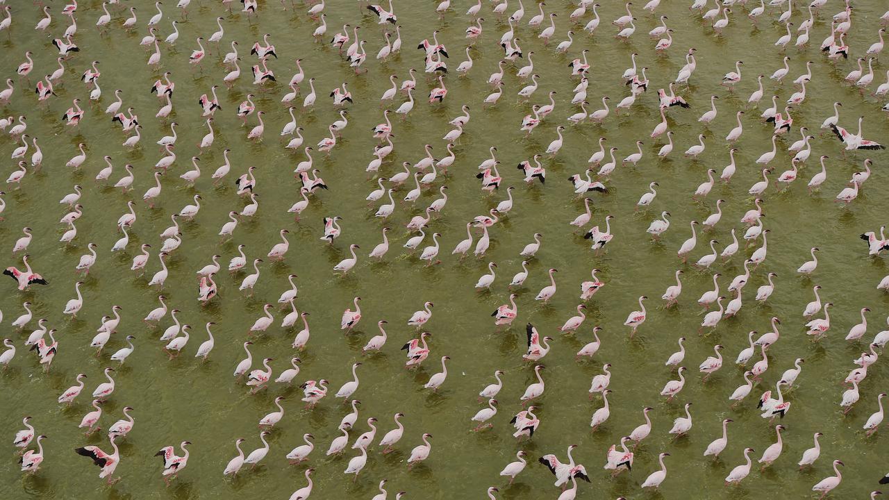 Punya Satu Pasangan Seumur Hidup, Ini 5 Hewan Paling Setia di Dunia