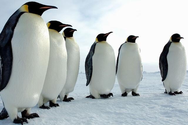 Punya Satu Pasangan Seumur Hidup, Ini 5 Hewan Paling Setia di Dunia