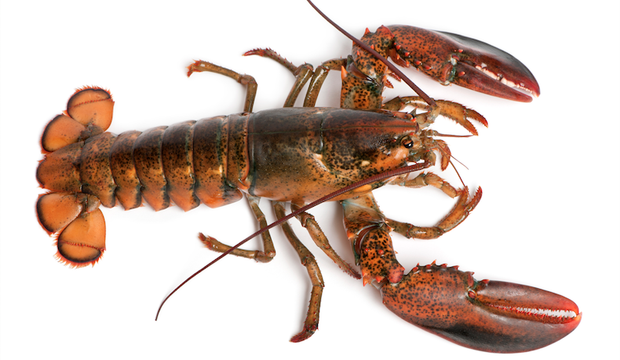 Balasan Dari Wow Lobster Berwarna Yg Langka Keren Kaskus