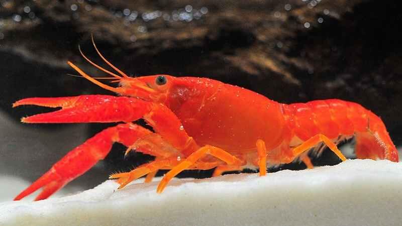 WOW !! Lobster Berwarna Yg Langka &amp; Keren !