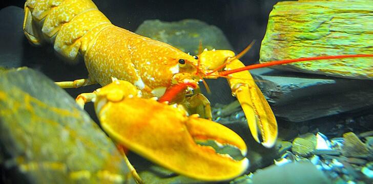 WOW !! Lobster Berwarna Yg Langka &amp; Keren !