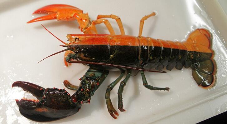 WOW !! Lobster Berwarna Yg Langka &amp; Keren !