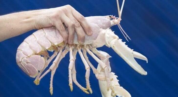 WOW !! Lobster Berwarna Yg Langka &amp; Keren !