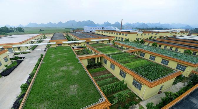 kreatif petani rakyat cina yang selalu di suport pemerintahnya