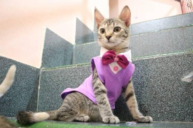  Kostum  Unik  Buat  Kucing Kesayangan Dijamin Pasti Bakalan 