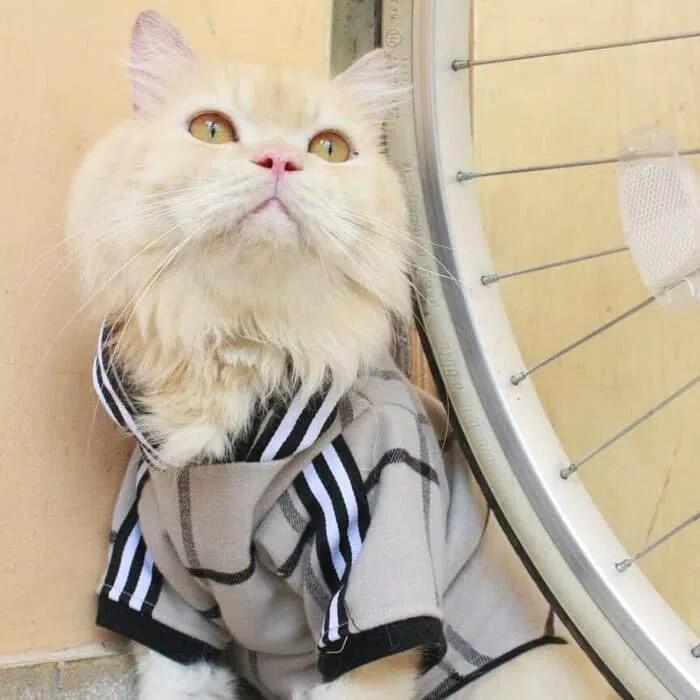  Kostum  Unik  Buat  Kucing Kesayangan Dijamin Pasti Bakalan 