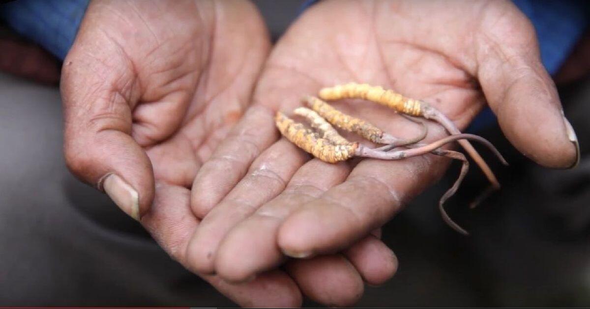 Luar Biasa Mahal &quot;Himalaya Viagra&quot; Bersiap Menghadapi Kepunahan