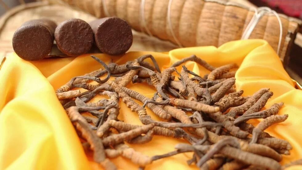 Luar Biasa Mahal &quot;Himalaya Viagra&quot; Bersiap Menghadapi Kepunahan