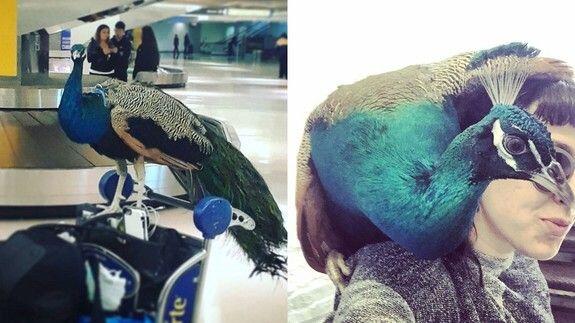 KOPLAK! Belanja Online Sambil "MABOK",Pria Ini Malah Beli BURUNG MERAK RAKSASA!