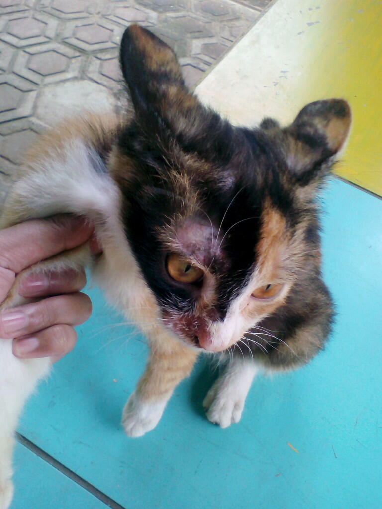 Kucing saya lagi sakit mau tanya