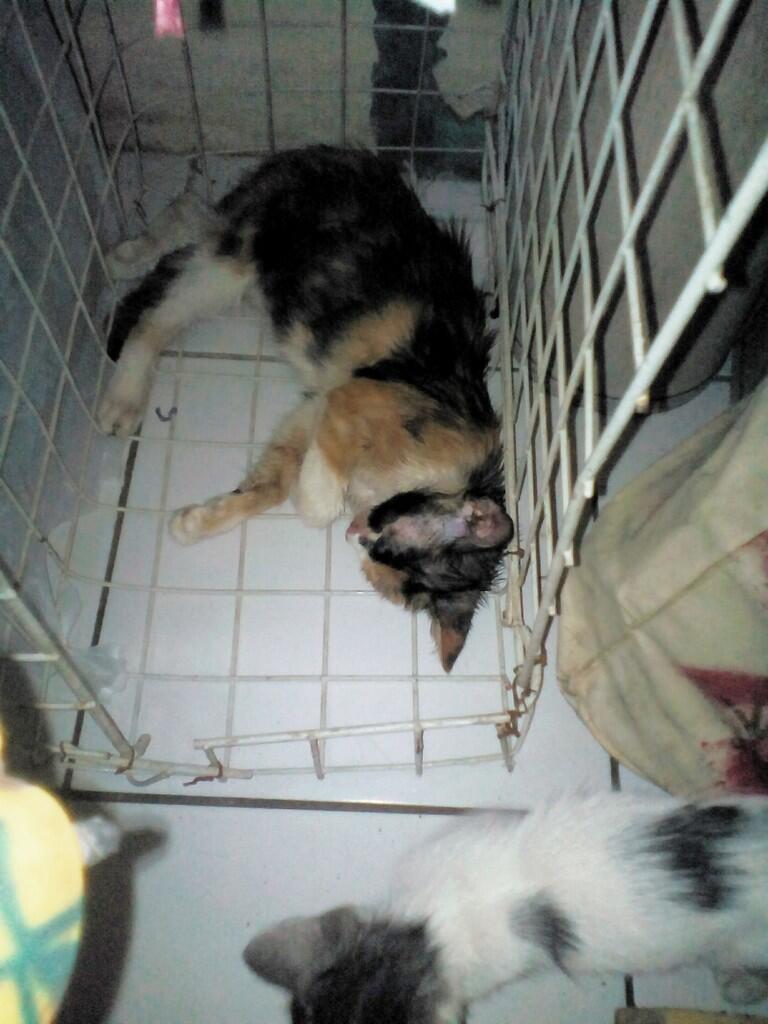 Kucing saya lagi sakit mau tanya