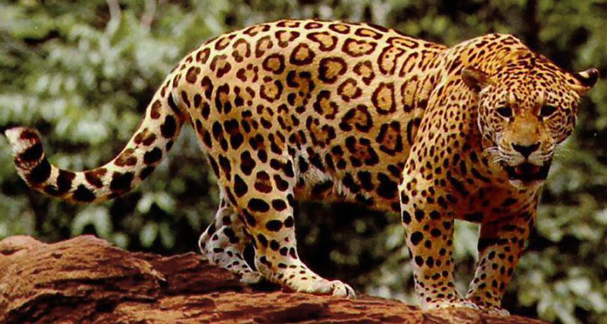 Bukan Jaguar atau Anakonda, Inilah Hewan Paling Mematikan di Hutan Amazon