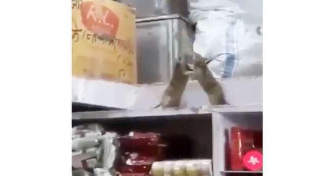 Lagi VIRAL, Video 'Duel Maut' 2 Tikus, Gak Ada yang Berani Misahin