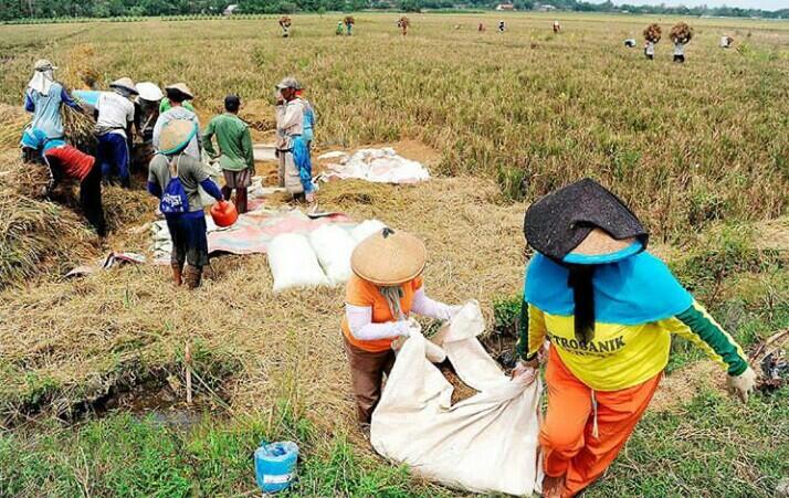 Ketahanan Pangan &quot;Rezim Menggema, Petani Merana&quot;