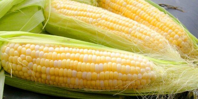 BEGINIKAH CARA EFEKTIF MEMAKAN JAGUNG ?
