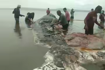 Kematian Nahas Paus Sperma di Wakatobi Karena Sampah Plastik