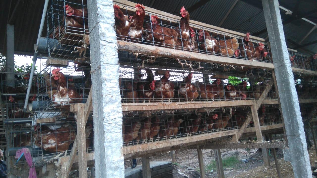 Kerjasama Jual telur ayam Negeri dan Karkas