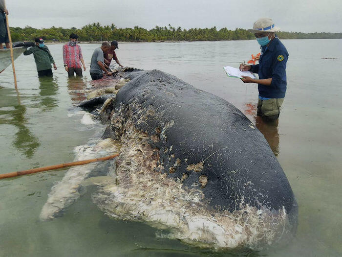 Paus sperma mati di Wakatobi dengan perut berisi sampah