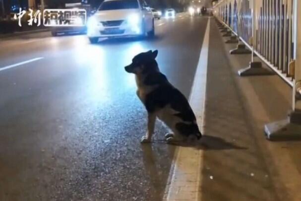 Loyal! Anjing Ini Setia Menunggu Tuannya yang Meninggal