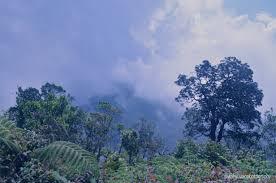 Merinding Time, 5 Hutan Paling Angker Yang Berselimut Misteri di Seluruh Dunia