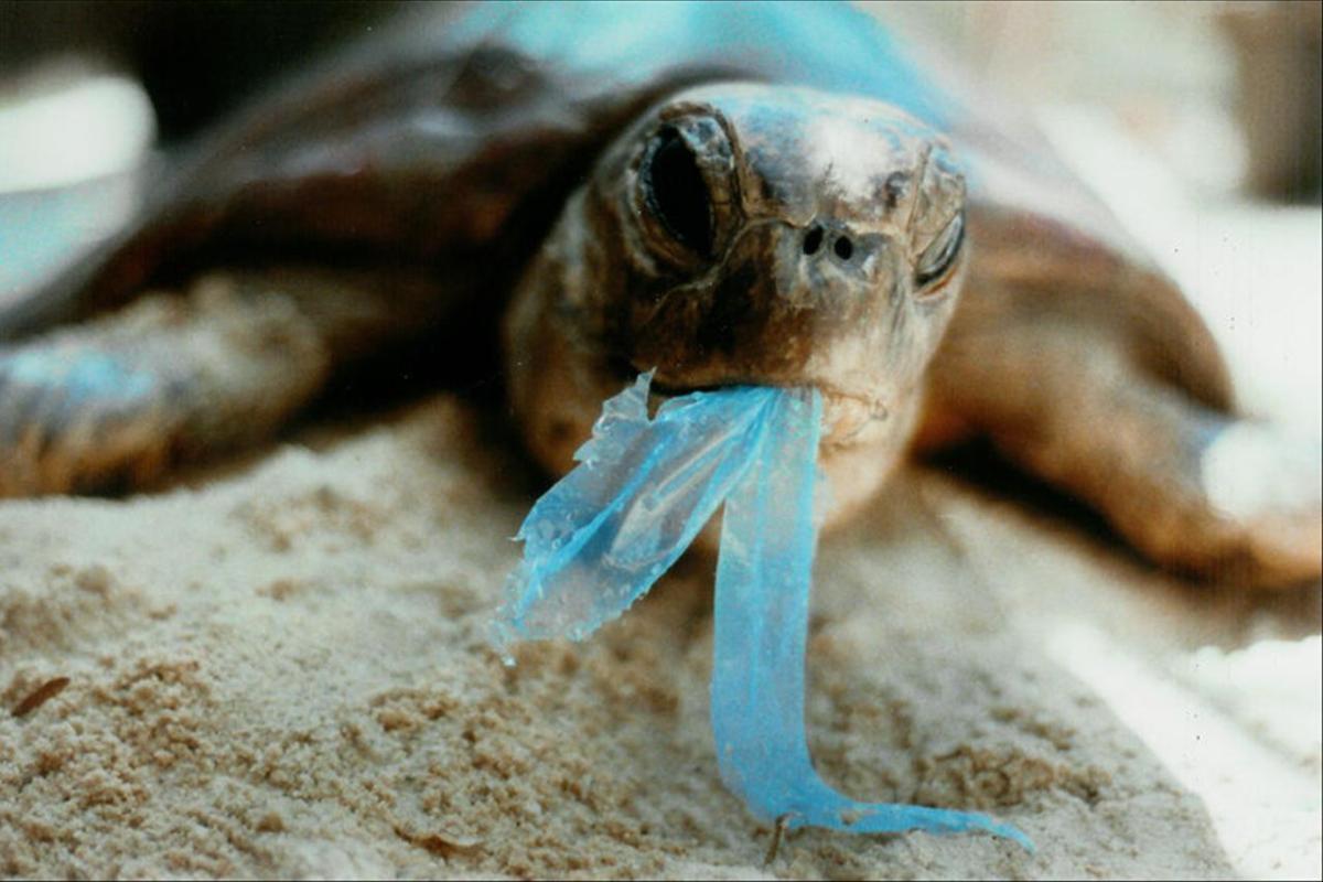 Terbunuhnya Hewan Laut Dengan Plastik