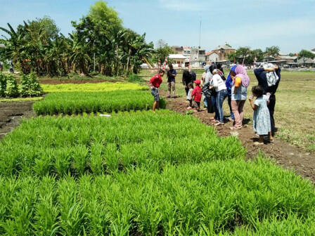 Cipinang Melayu Punya Tempat Wisata Agro dan Edukasi Hortikultura