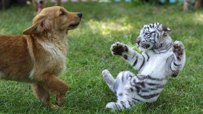 LAKI-LAKI ANJING BUDUK DAN KUCING BETINA YANG MANIS