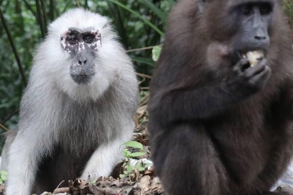 Mengenal Kera Macaca Maura, Binatang Endemik Sulawesi Selatan