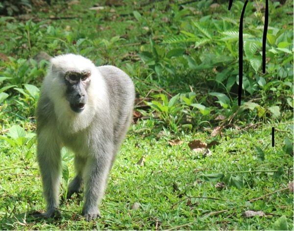 Mengenal Kera Macaca Maura, Binatang Endemik Sulawesi Selatan