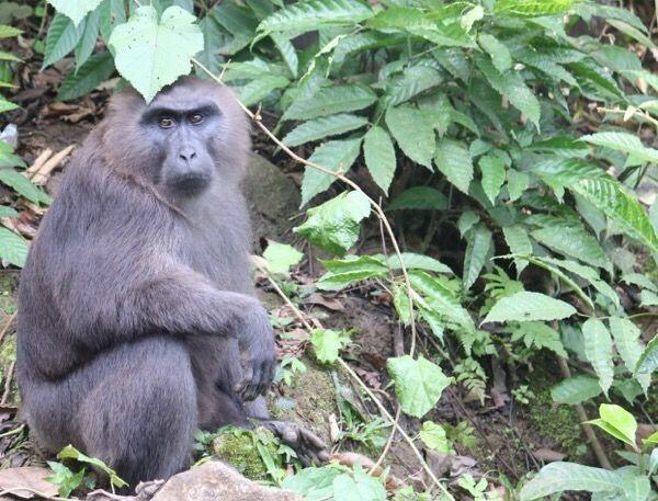 Mengenal Kera Macaca Maura, Binatang Endemik Sulawesi Selatan