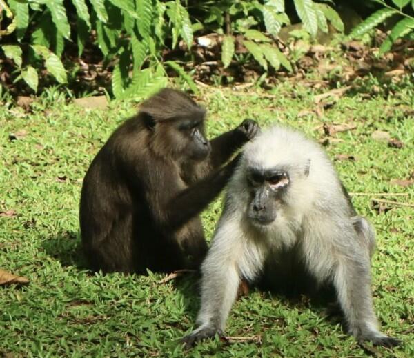 Mengenal Kera Macaca Maura, Binatang Endemik Sulawesi Selatan