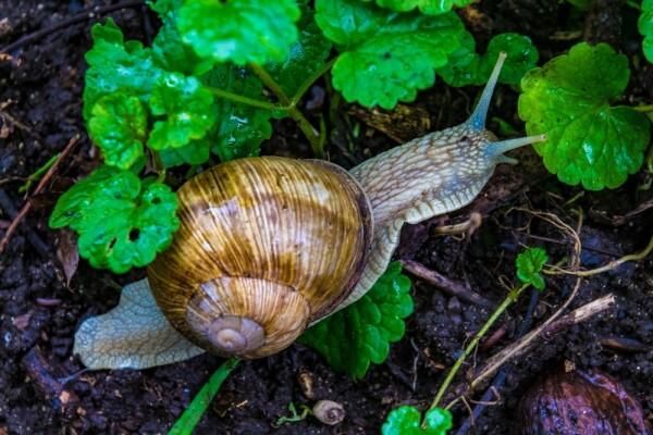 Antara Pemalas atau Memang Pelan, Ini 10 Hewan Paling Lambat di Dunia!