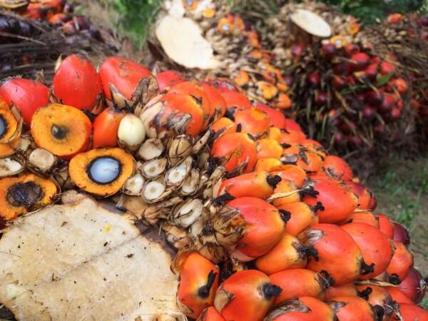 Selain Derawan, 5 Hal Ini Juga Terkenal Loh di Kalimantan, Udah Tau?