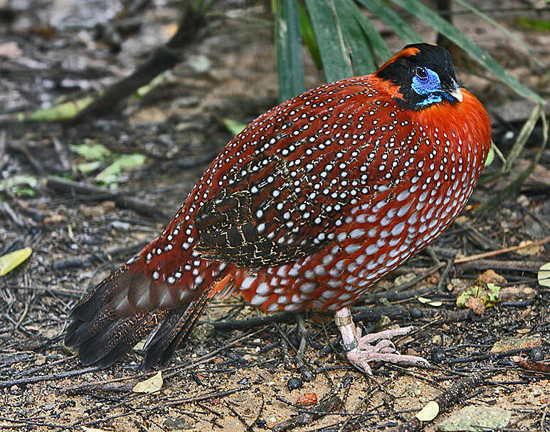 Cantik, Inilah Spesies Burung Yang 11-12 Dengan Burung Merak