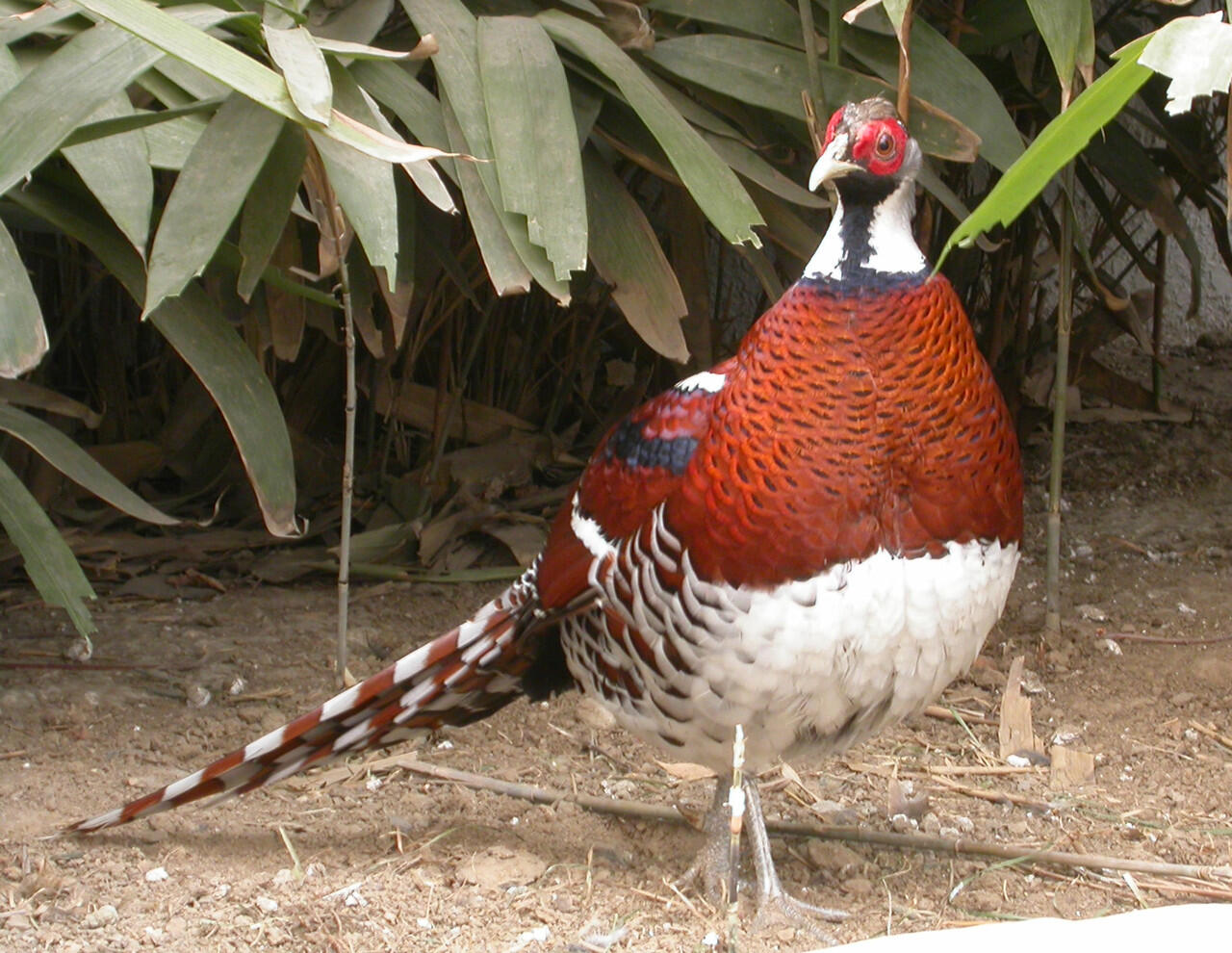 Cantik, Inilah Spesies Burung Yang 11-12 Dengan Burung Merak