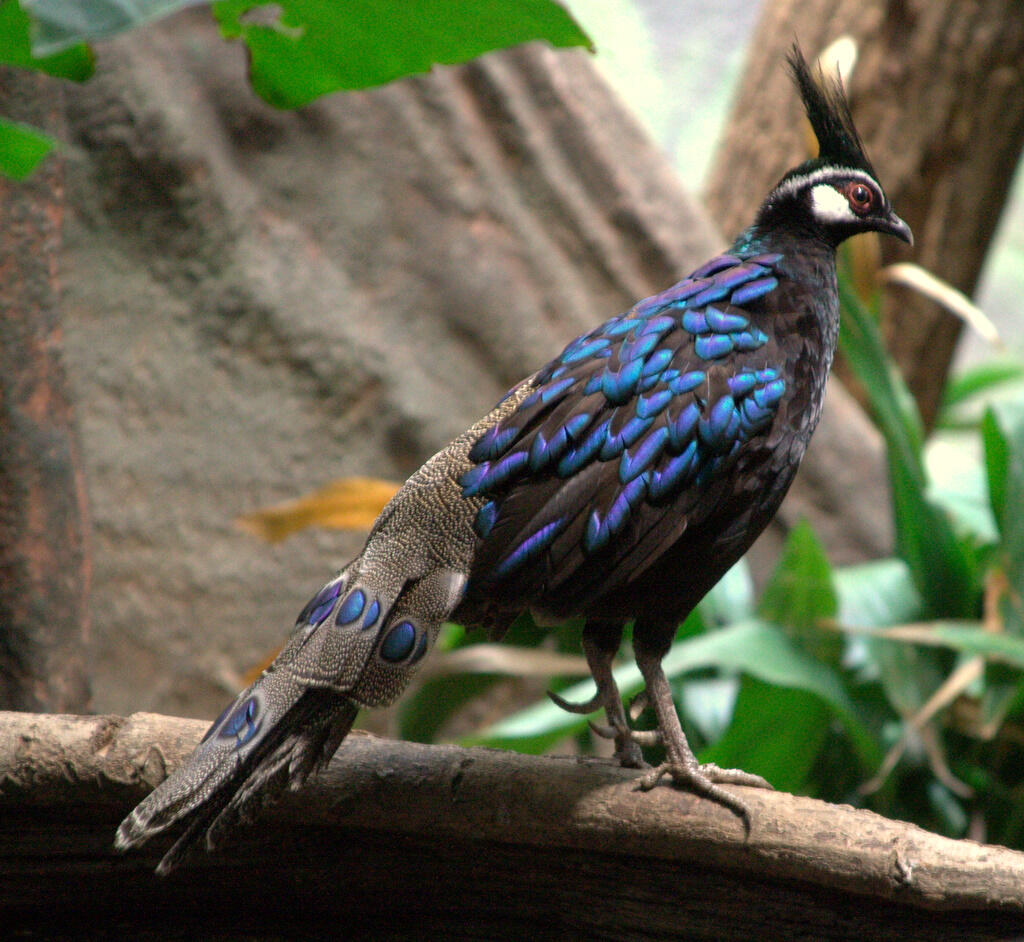Cantik, Inilah Spesies Burung Yang 11-12 Dengan Burung Merak