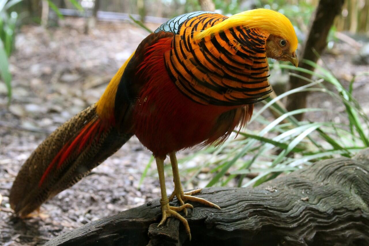 Cantik, Inilah Spesies Burung Yang 11-12 Dengan Burung Merak | KASKUS