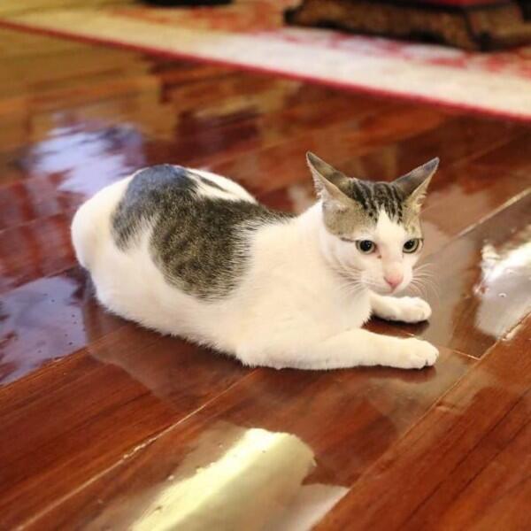 11 Momen Kebersamaan Prabowo & Kucing Kesayangannya, Cute Abis!