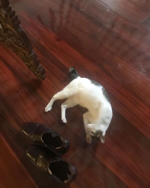 11 Momen Kebersamaan Prabowo & Kucing Kesayangannya, Cute Abis!