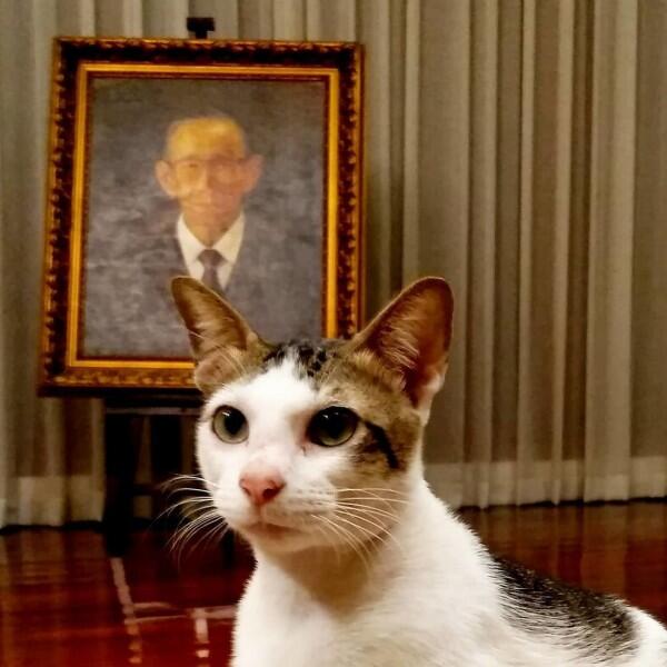 11 Momen Kebersamaan Prabowo & Kucing Kesayangannya, Cute Abis!
