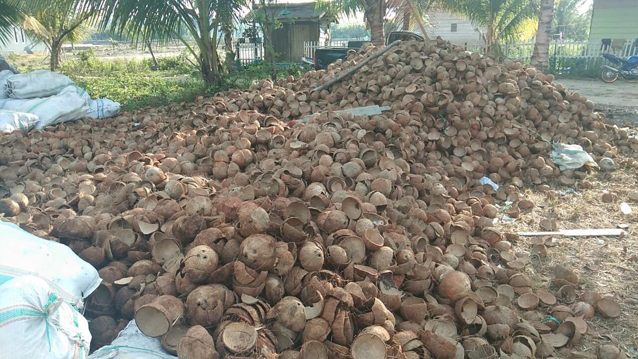 Cari pemodal dan buyer arang batok kelapa
