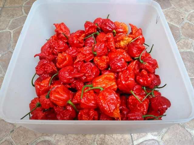 Panen Cabe Carolina Reaper, Cabe terpedas di dunia versi Guiness World Of Record