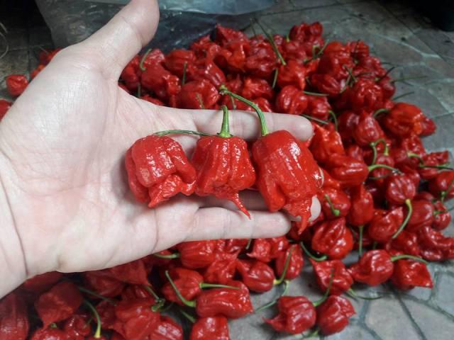 Panen Cabe Carolina Reaper, Cabe terpedas di dunia versi Guiness World Of Record