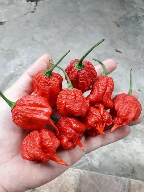 Panen Cabe Carolina Reaper, Cabe terpedas di dunia versi Guiness World Of Record